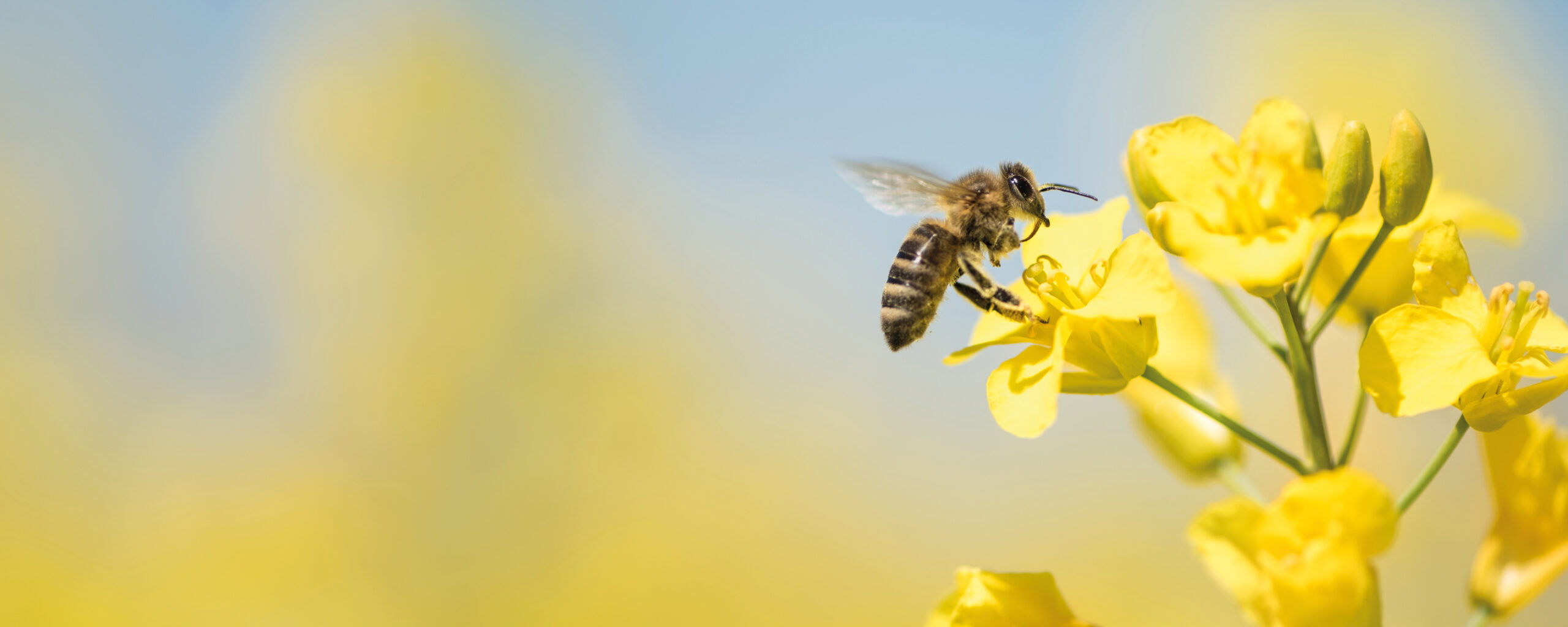 Honningbi samler pollen på gul rapsblomst